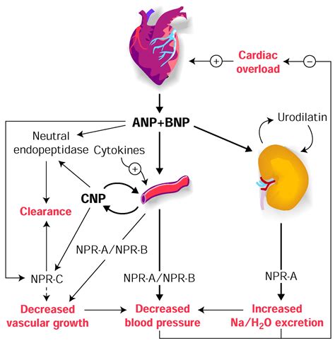 beta natriuretic peptide|Talking Tall Rounds: Hypertension in 2024 and Beyond.